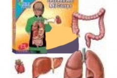 ENTENDIENDO MI CUERPO
